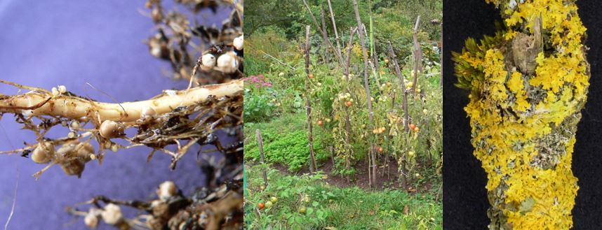 Bild mit Knllchenbildung durch Knllchenbakterien, dichter Tomatenbestand und mit Moos undFlechten bewachsener Ast