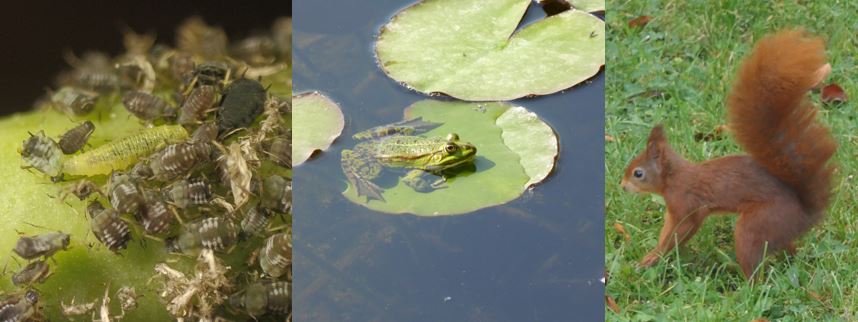 Bild mit Blattlusen (mikroskopisch), Frosch auf Seerosenblatt und Eichhrnchen in der Wiese