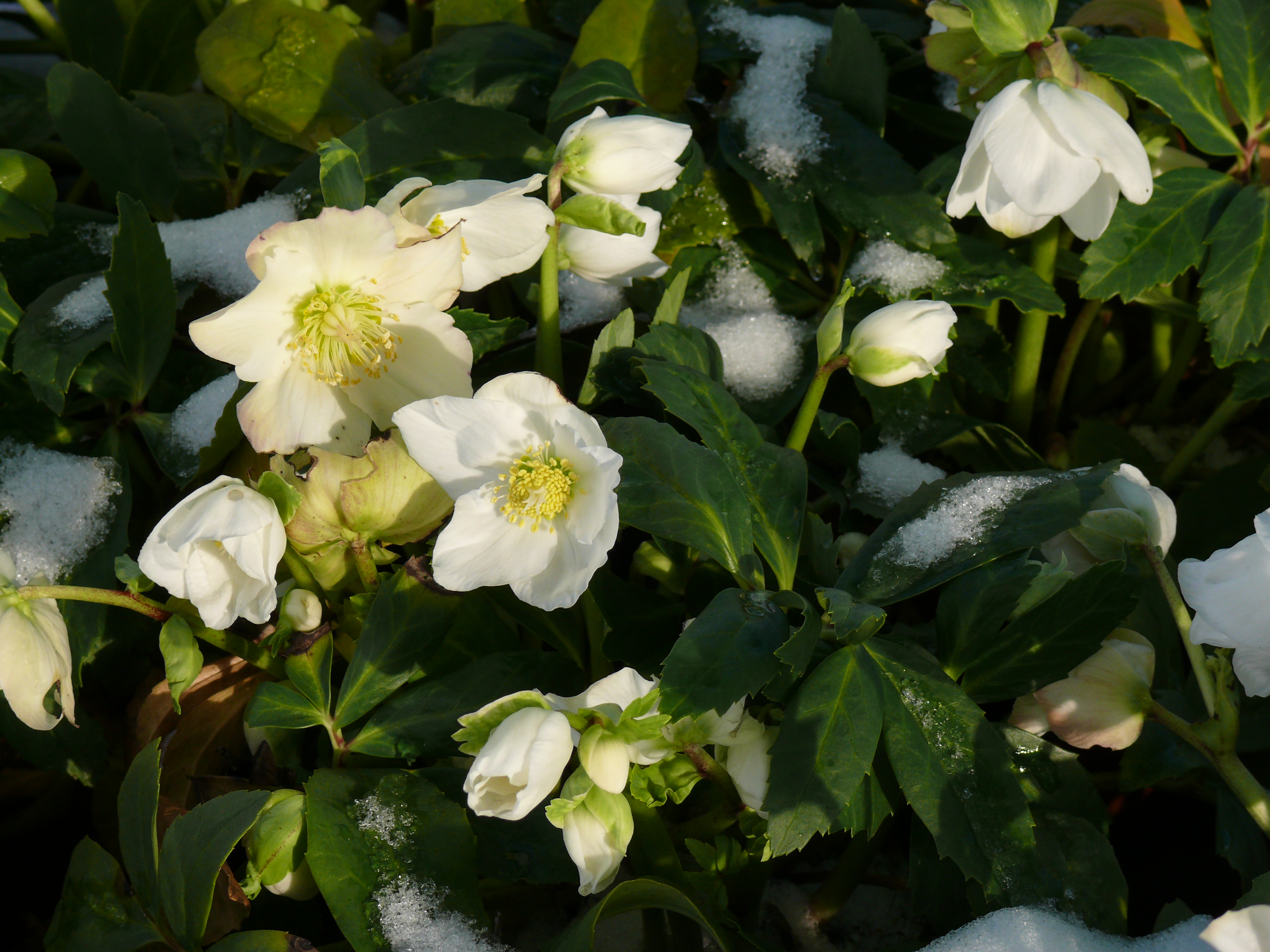 Bl�hende Christrose mit leichter Schneebedeckung