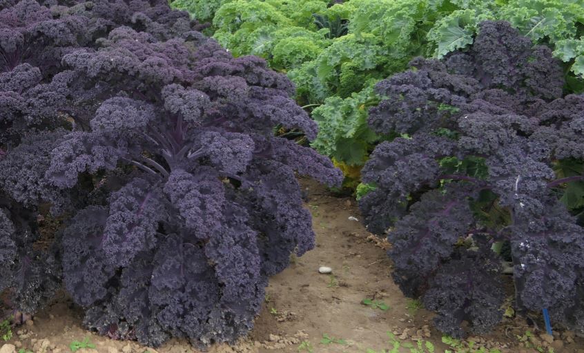 Rot- und Grnlaubige Grnkohlsorte