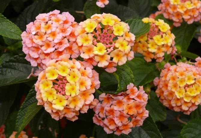 Blten von Lantana