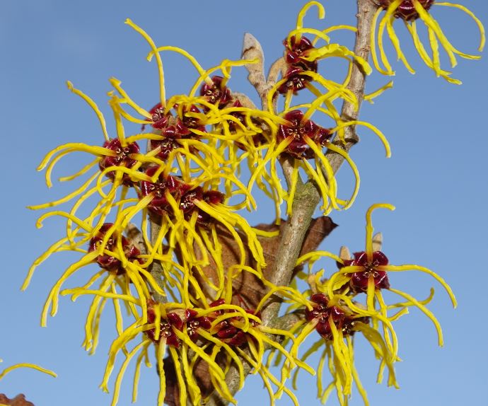 Bl�hende Zaubernuss mit gelben Bl�ten